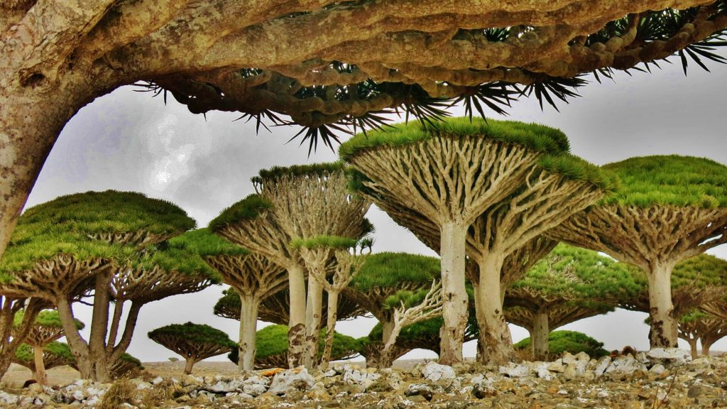 Secret Unexplored Destination - Socotra, Yemen